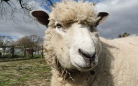 Ryeland sheep